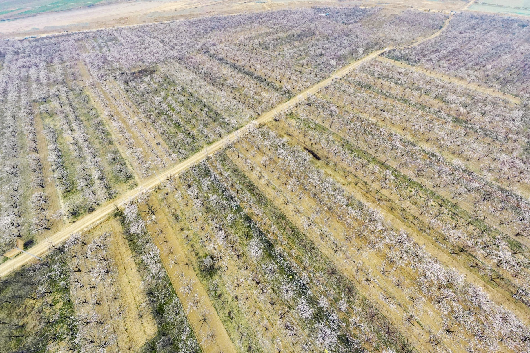 空港新城太平镇万亩杏林即将成为新的网红打卡地！