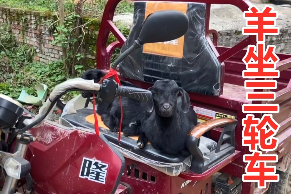 看看这山羊不睡地上非睡三轮车看着很可爱不忍心赶下了