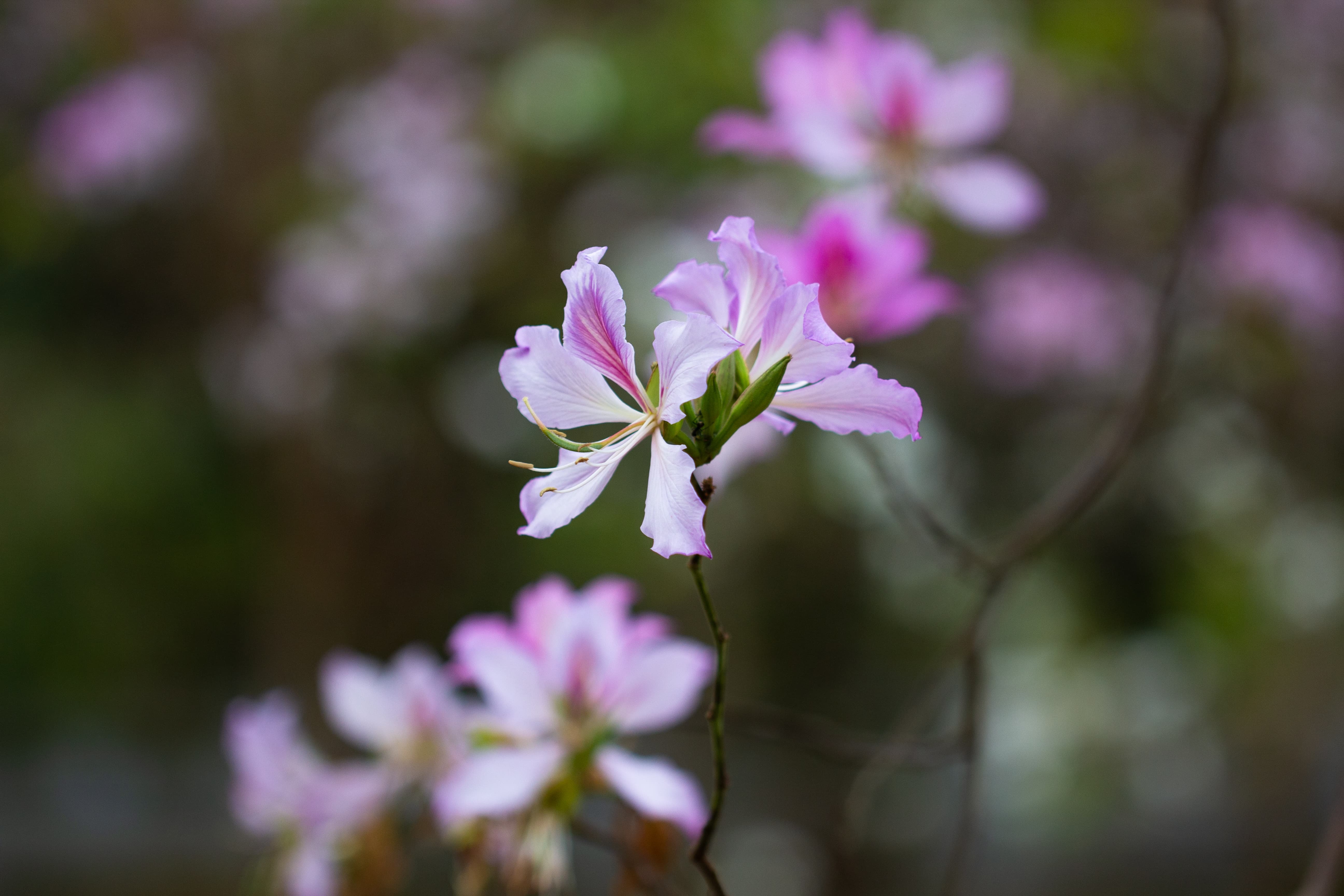 广州大夫山的紫荆花,比你想象中更惊艳一些