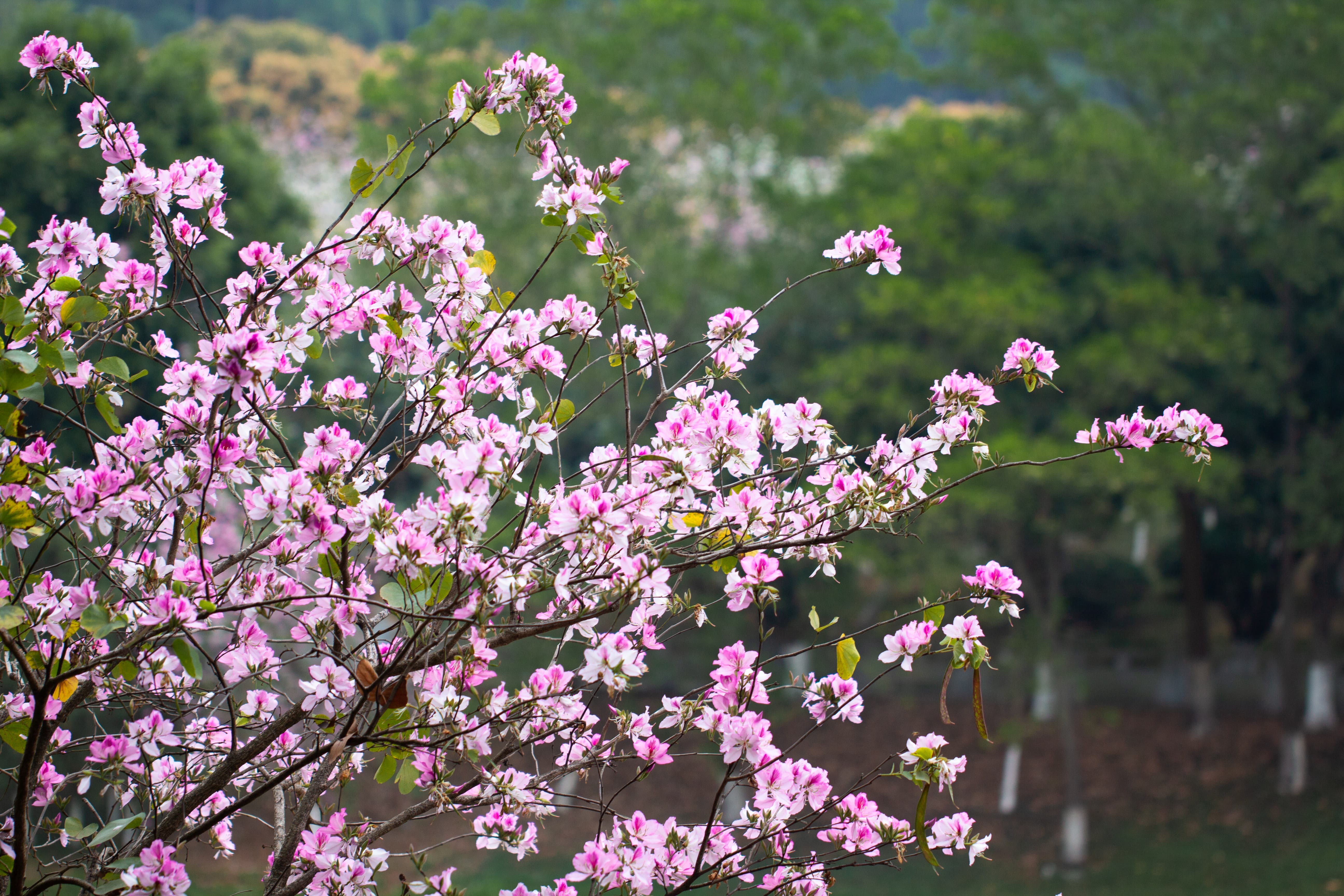 广州紫荆花最美观赏地图片