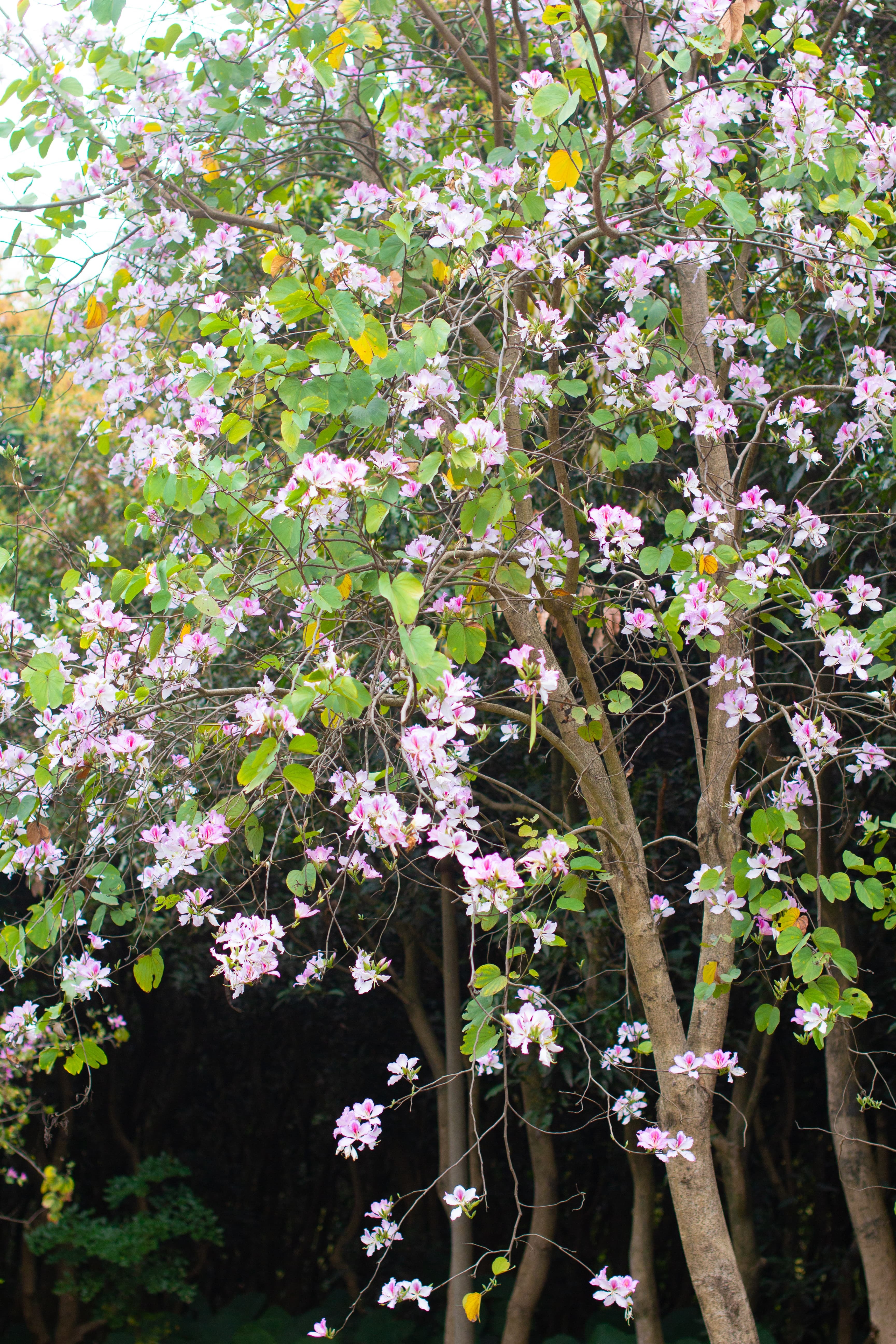 广州大夫山的紫荆花,比你想象中更惊艳一些