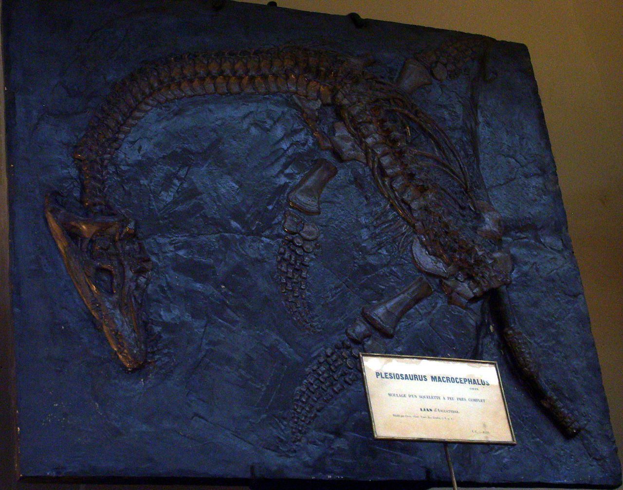 超级巨蛇的化石图片