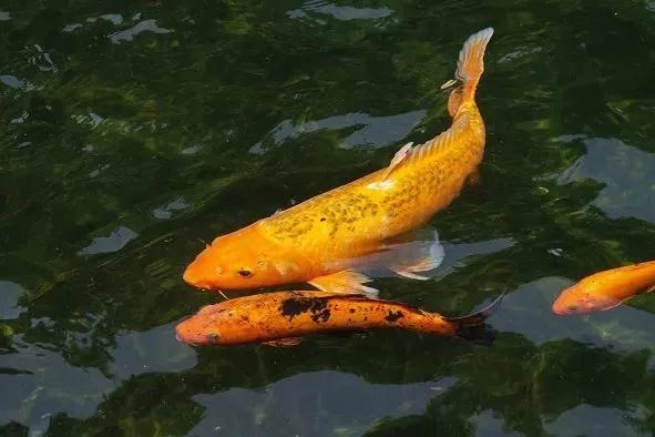 庭院鱼池想要水质清澈见底鱼池过滤器少不了水清鱼美