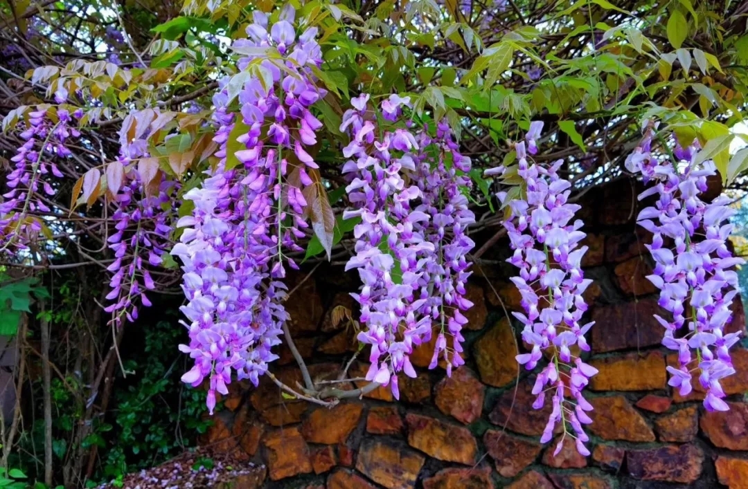 树摇身一变 宛如淡紫裙的聘婷少女,绝代芳华 待到四月,紫藤花垂下藤蔓