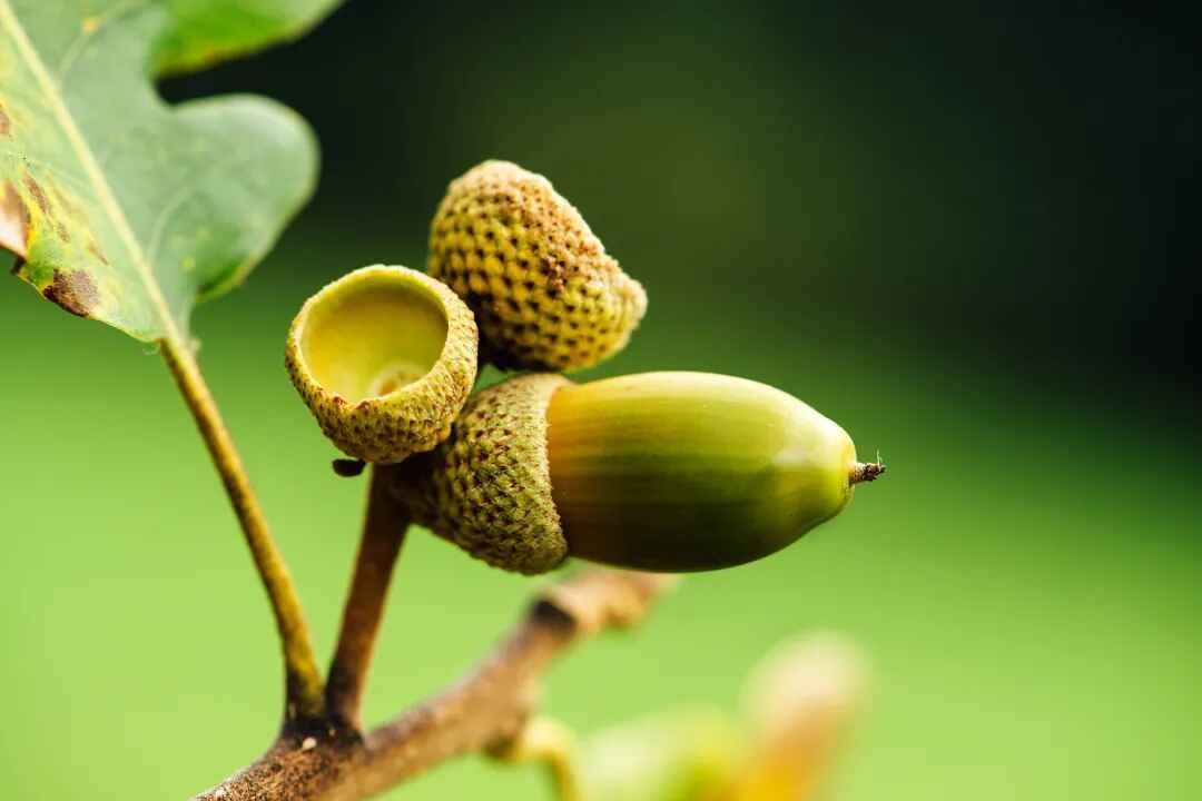 栎椴楸桕枳桧楝柊榅桲,你都认识吗?_凤凰网