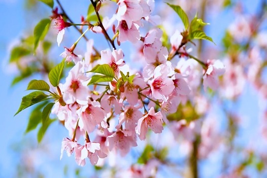 甘肃陇南：春游百花间