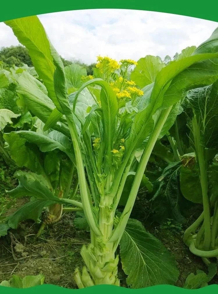 广府人的青菜之王—菜心