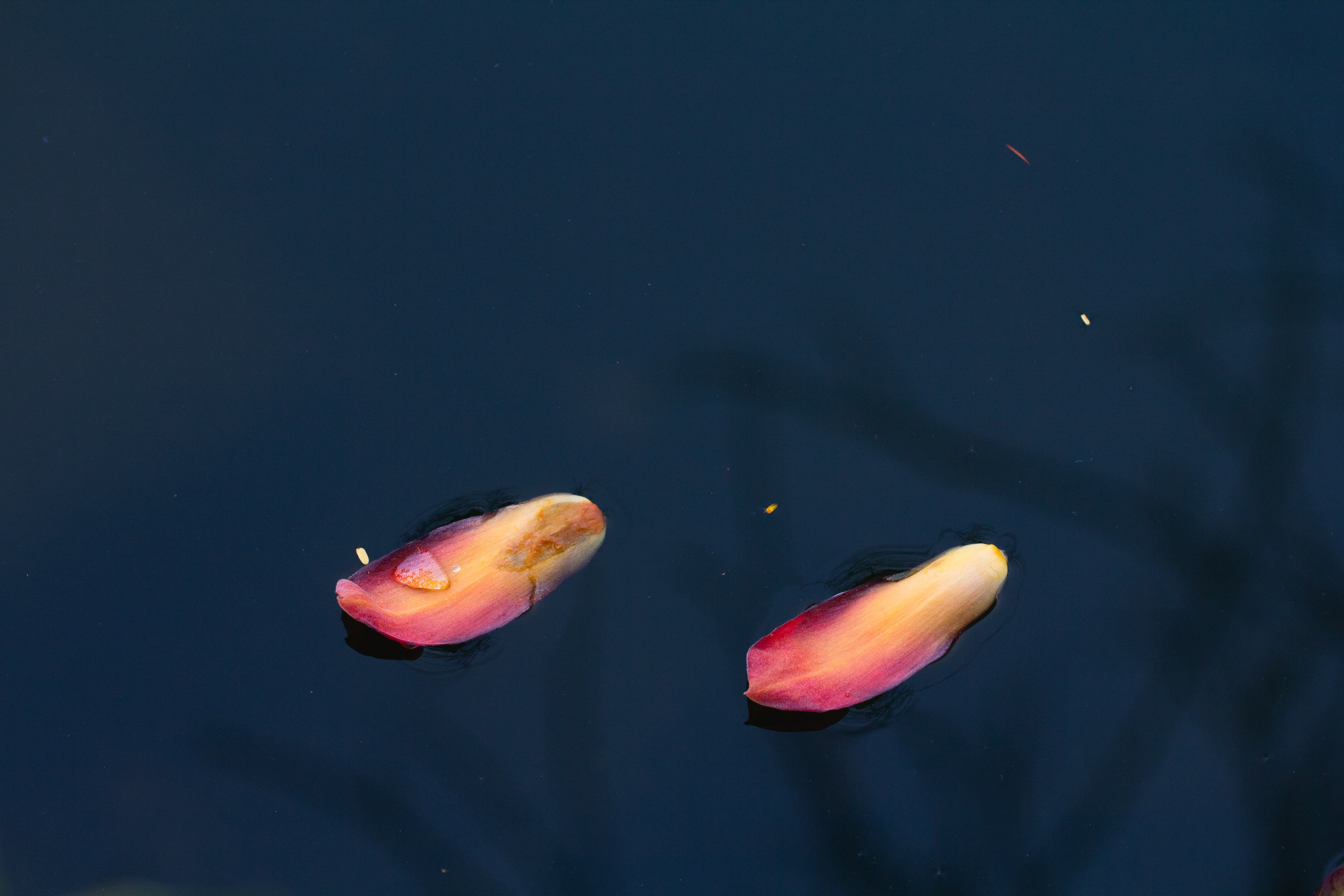 广州东山湖:落花流水春还在,风挟禅意扑面来__凤凰网