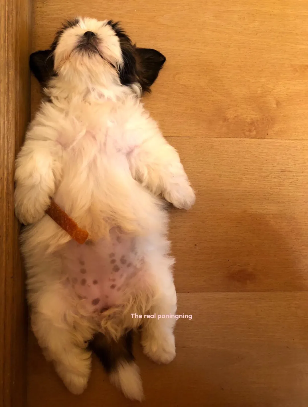 菲律宾小奶狗四仰八叉,睡姿诱人:铲屎的,爱我怕了吗?