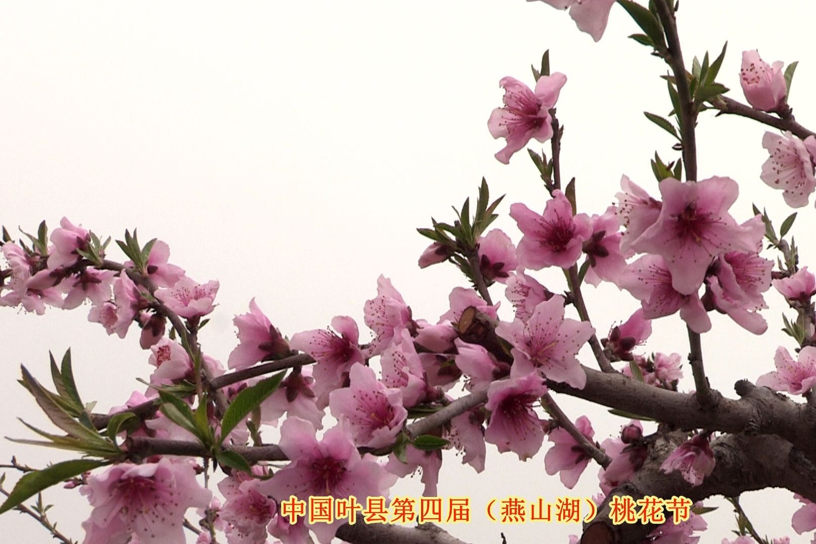 中国叶县第四届燕山湖桃花节