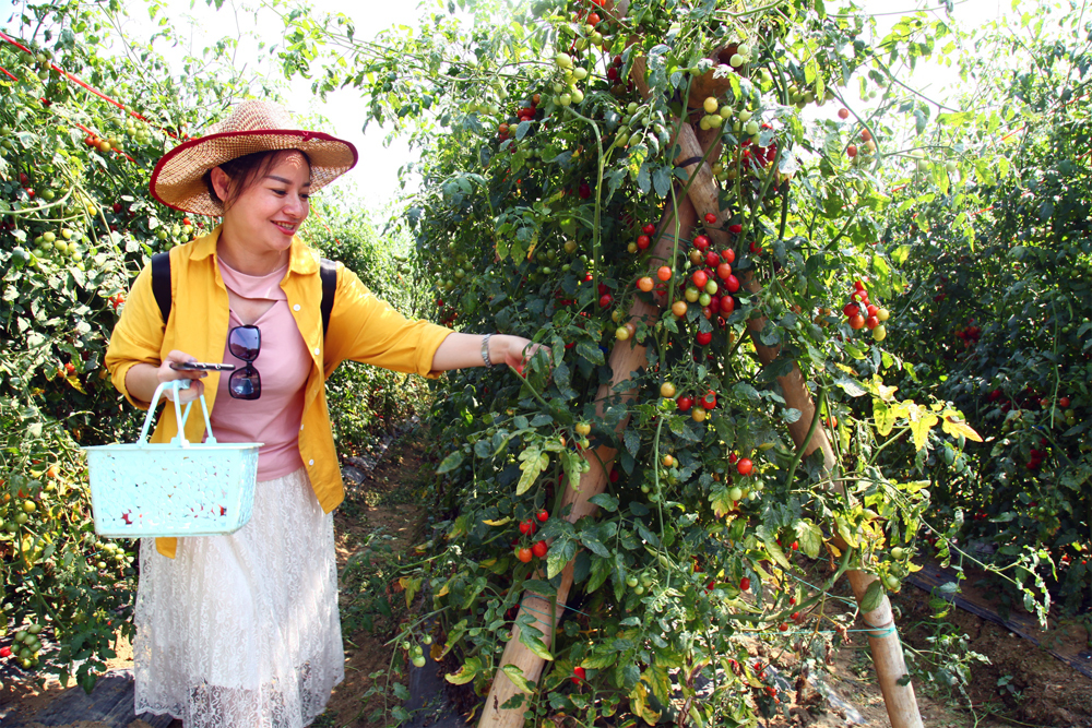 圣女果采摘激活乡村体验游 "海南岛上的大寨"焕新颜
