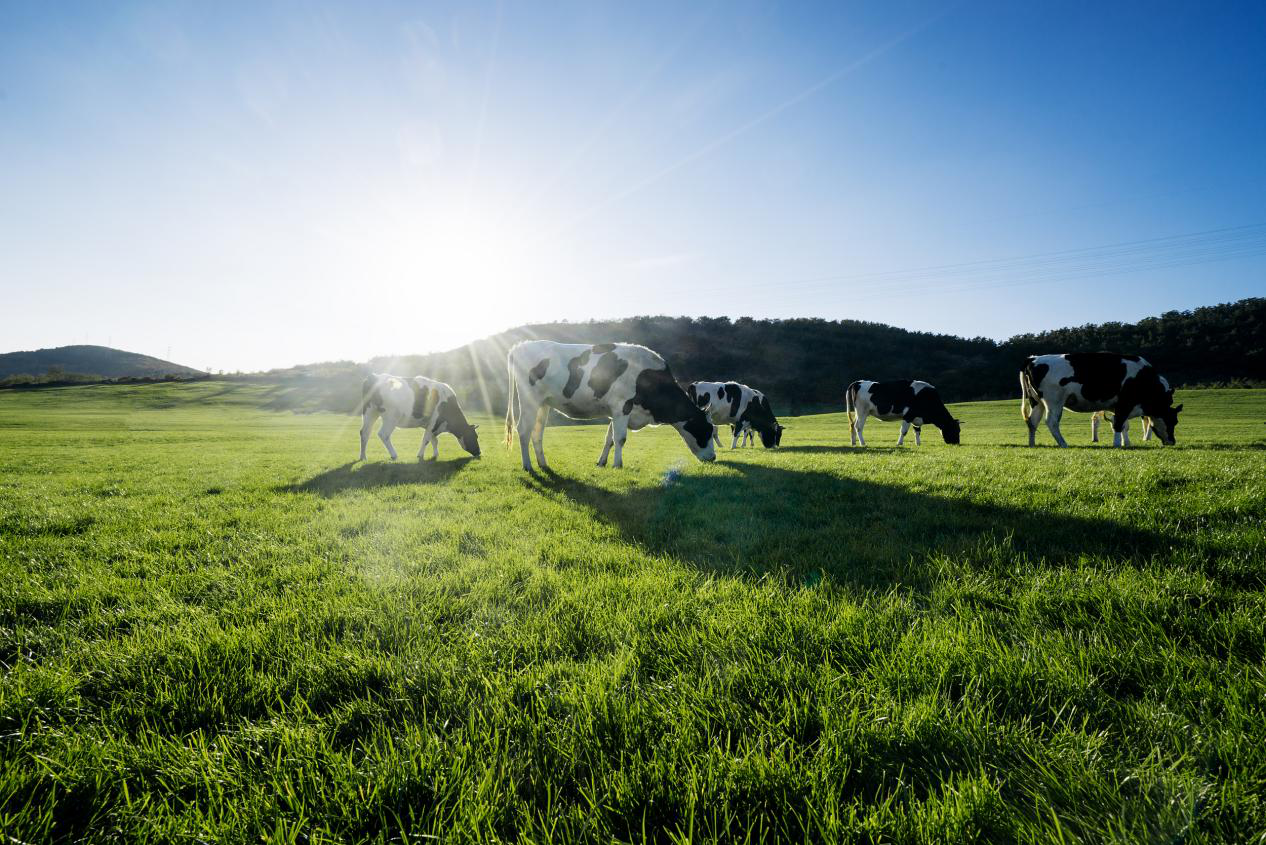 伊利金领冠塞纳牧"冠军圆桌派"直播开播 携手刘璇为品质奶粉加冕