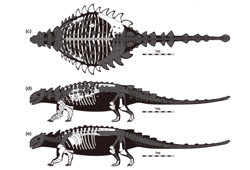 图注:根据已有化石复原的甲龙类恐龙,图片来自论文