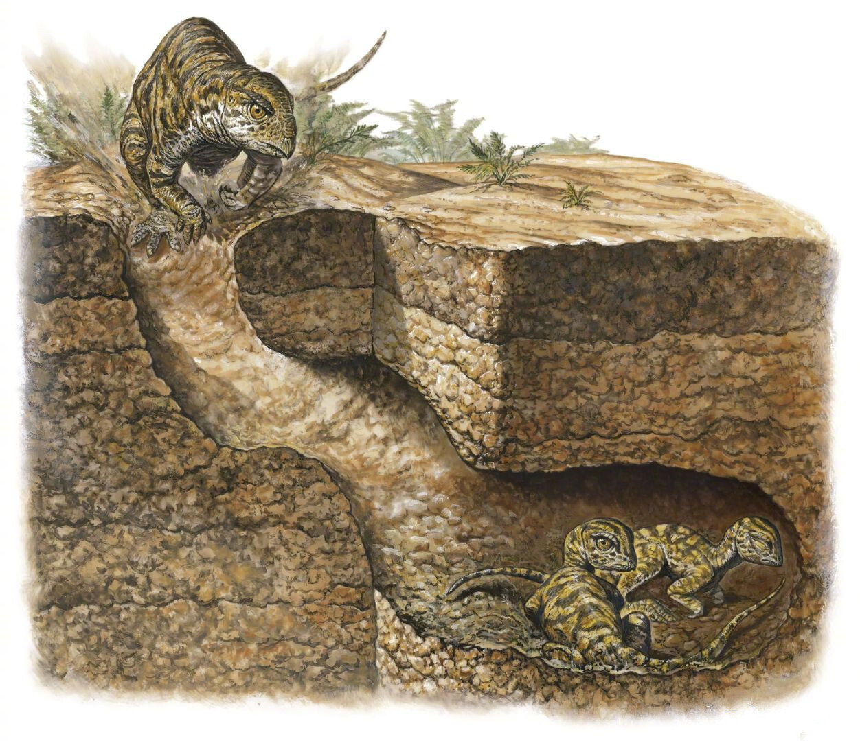 图注:会挖洞居住的掘奔龙(oryctodromeus),图片来自网络
