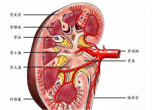 女子感冒引发急性肾小球肾炎,早期不治疗这4种并发症危害大__凤凰网