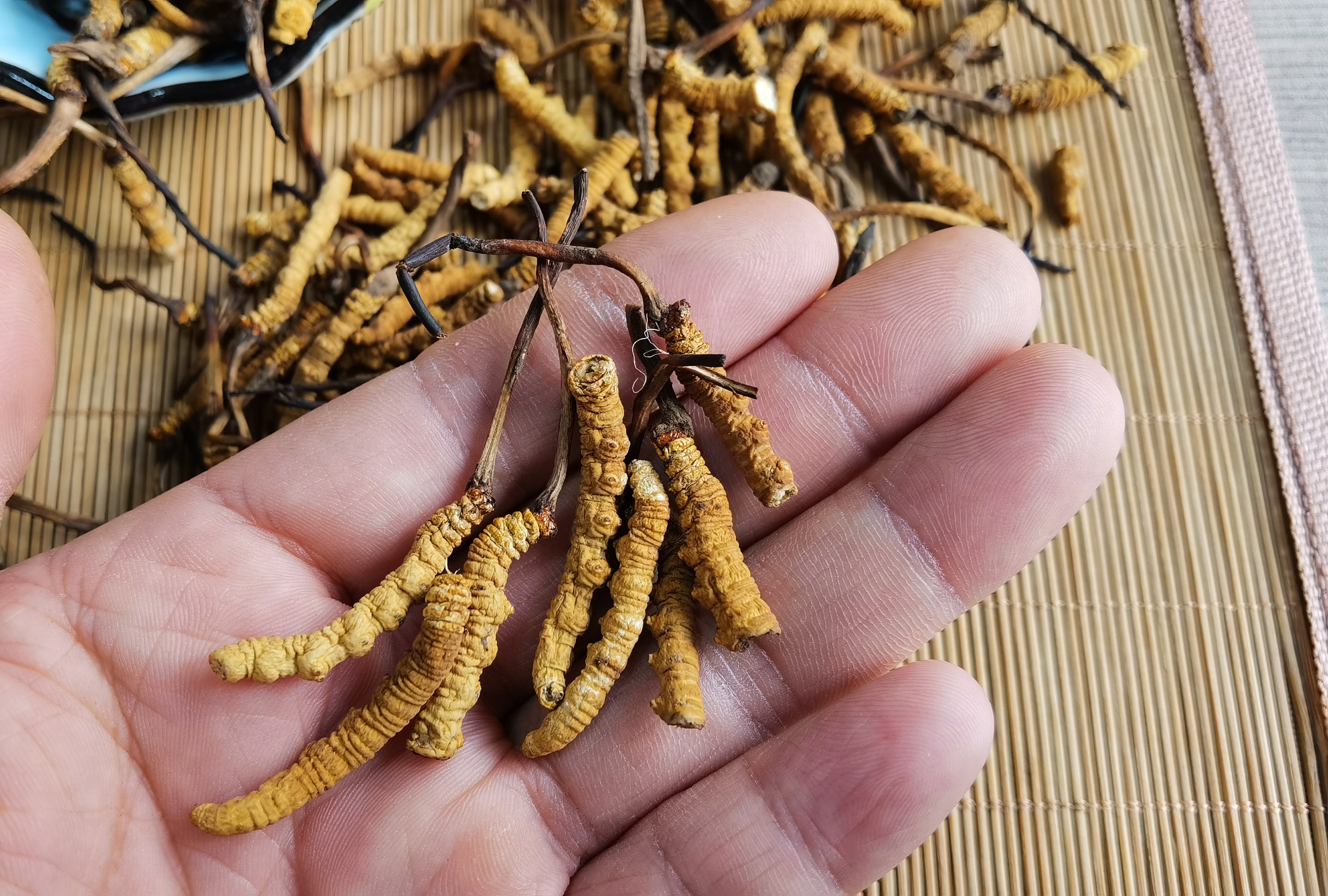 冬虫夏草怎么食用（冬虫夏草怎么食用有什么禁忌）-第1张图片-潮百科