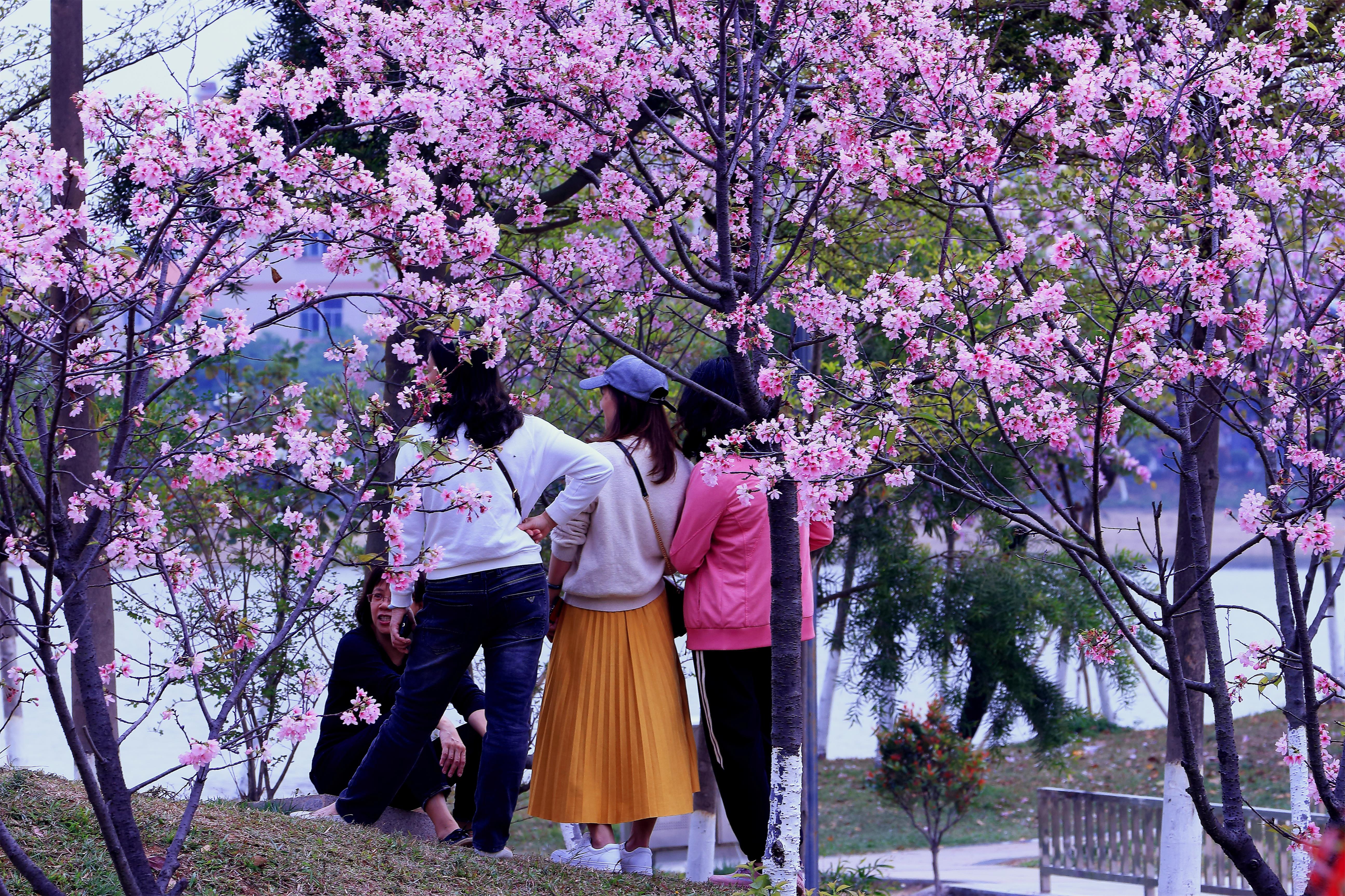 春游在樱花开放的季节