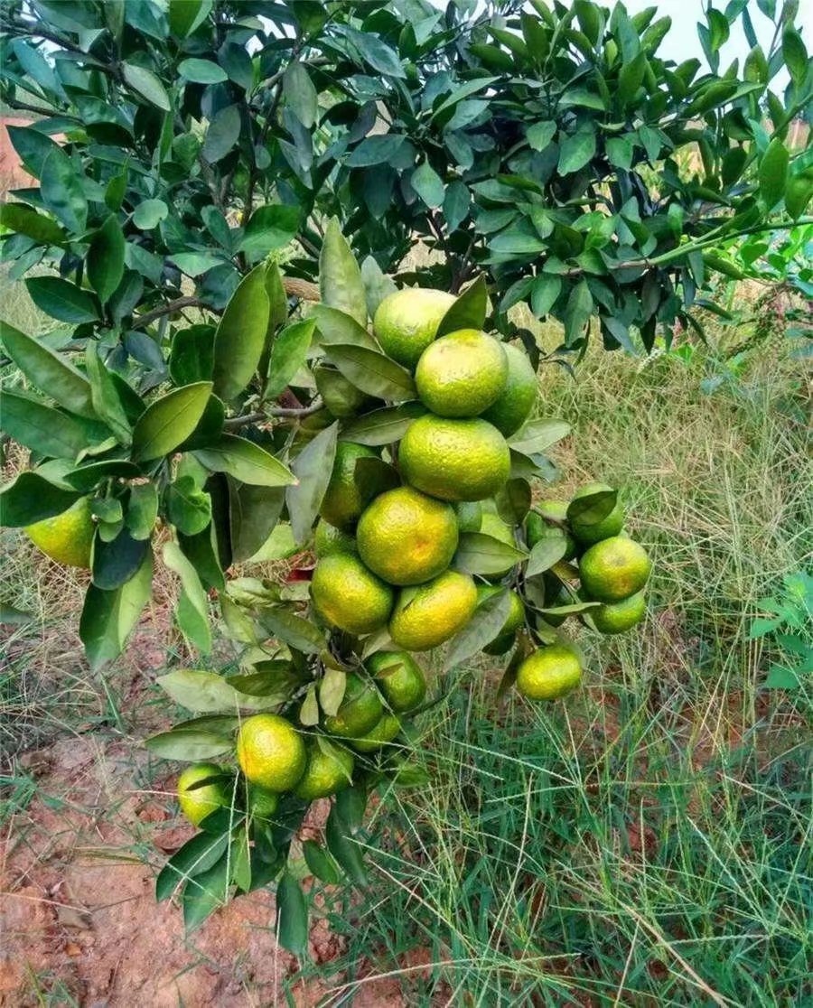 阳光一号蜜橘#阳光一号柑橘#阳光一号桔柚品种特性与来源__凤凰网