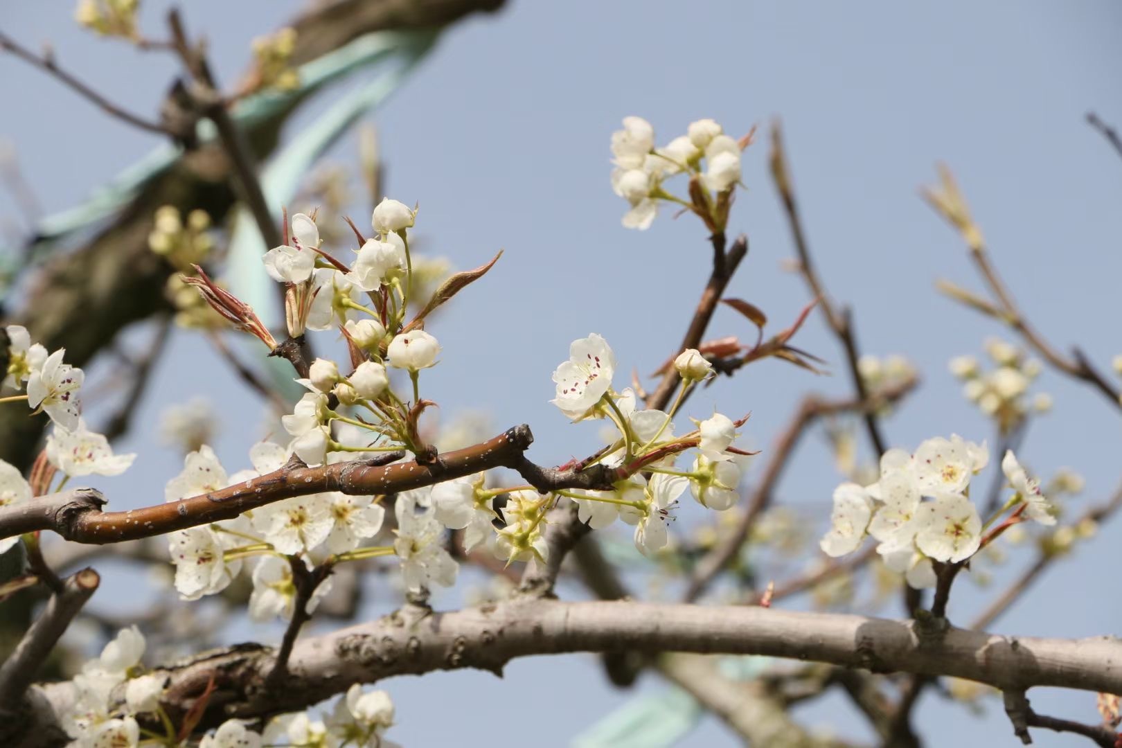 亳州这里百亩梨花盛开,免费看!