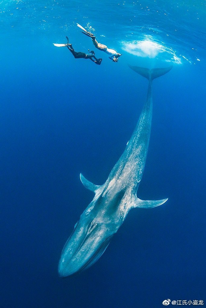 深海蓝鲸唯美图片图片