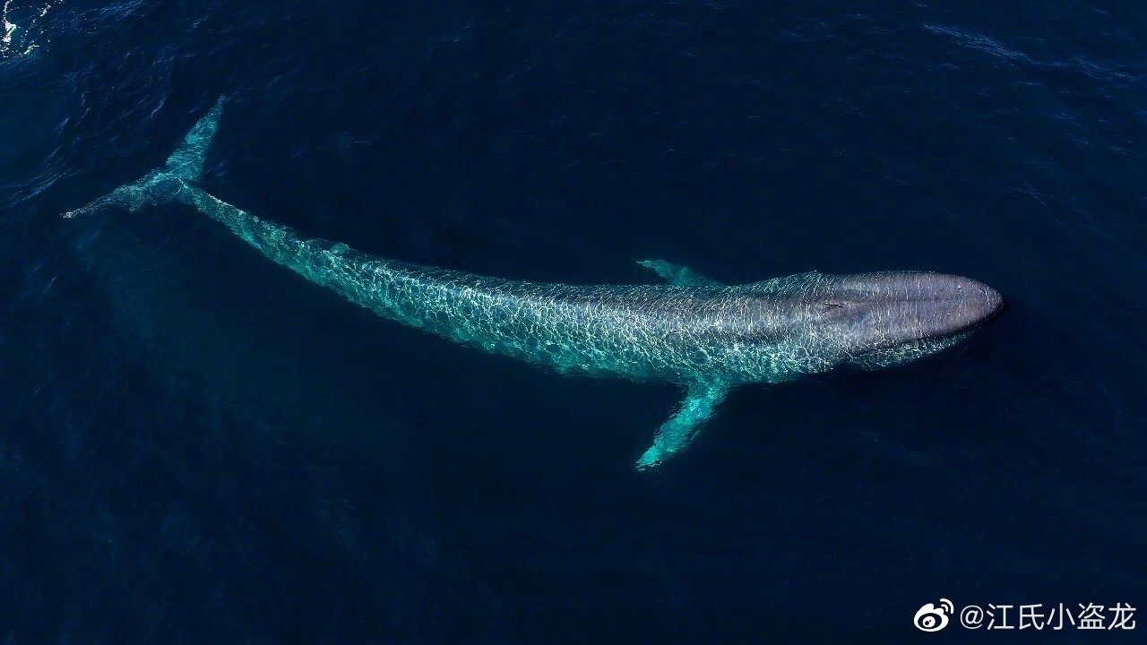 图注:蓝鲸修长流线的体型就是为高速而生的,图片来自网络