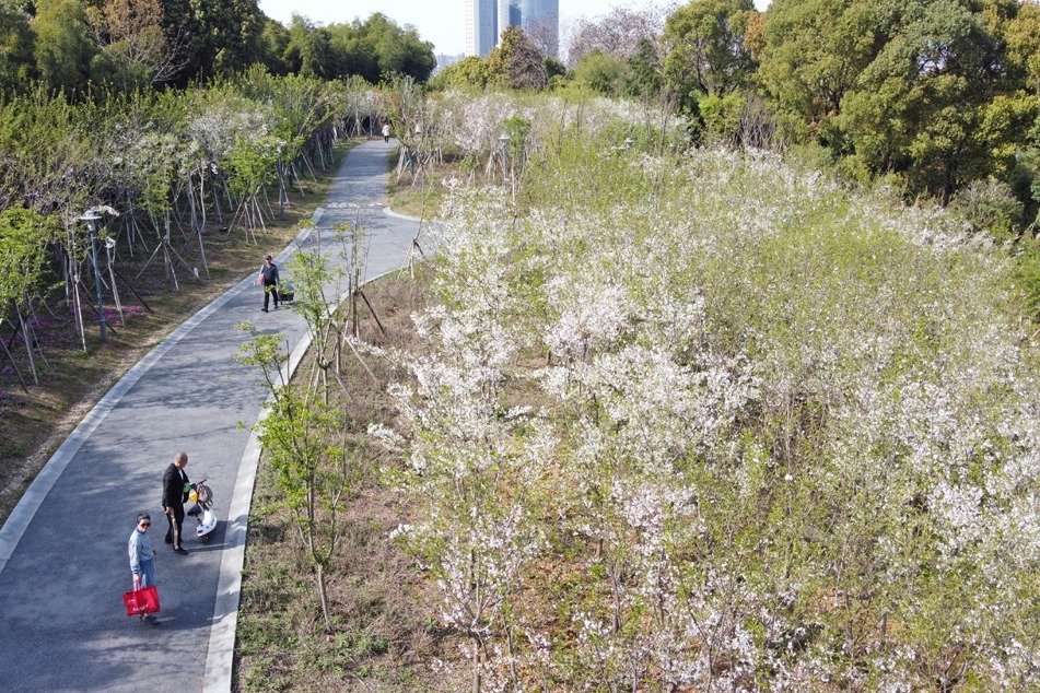 九江浔南花谷1600棵樱花树渐次盛开