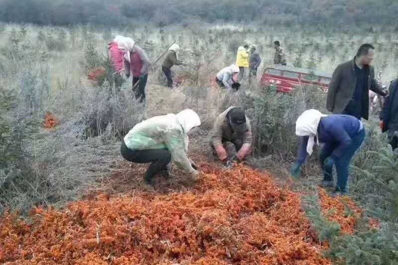 沙棘带动群众脱贫增收