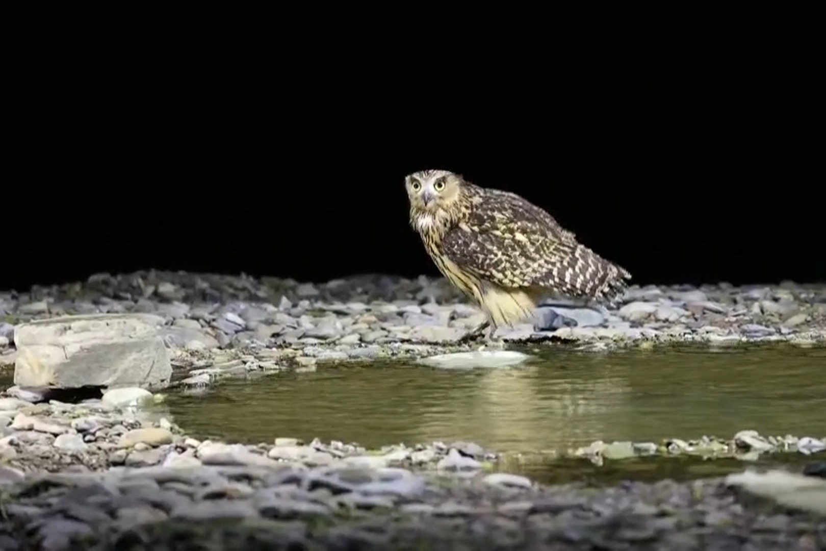 （图片）倾听毛腿渔鸮的啼鸣 | Nippon.com