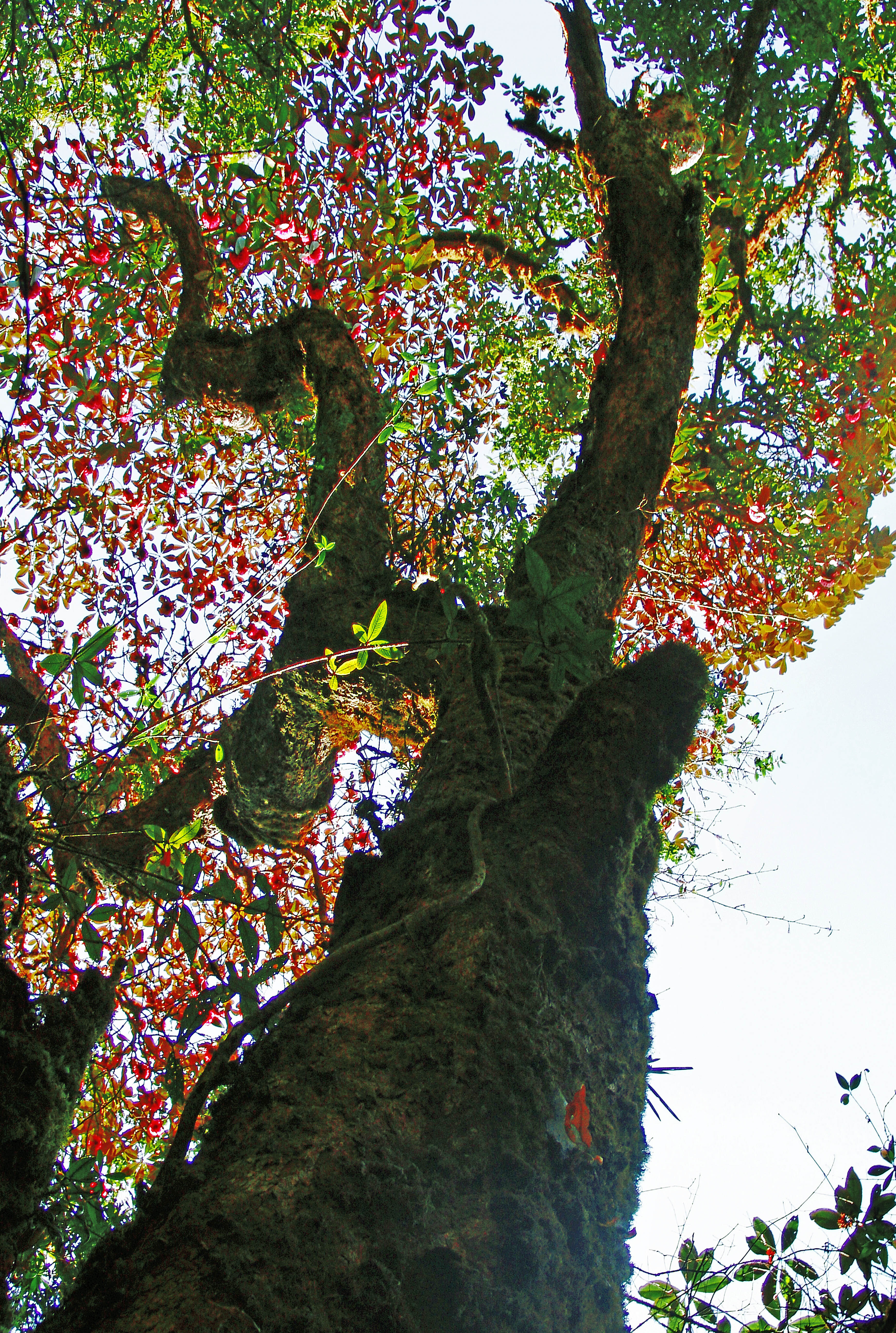 迎接cop15大会的"植物明星"!来自云南高黎贡山的"镇山之宝"!