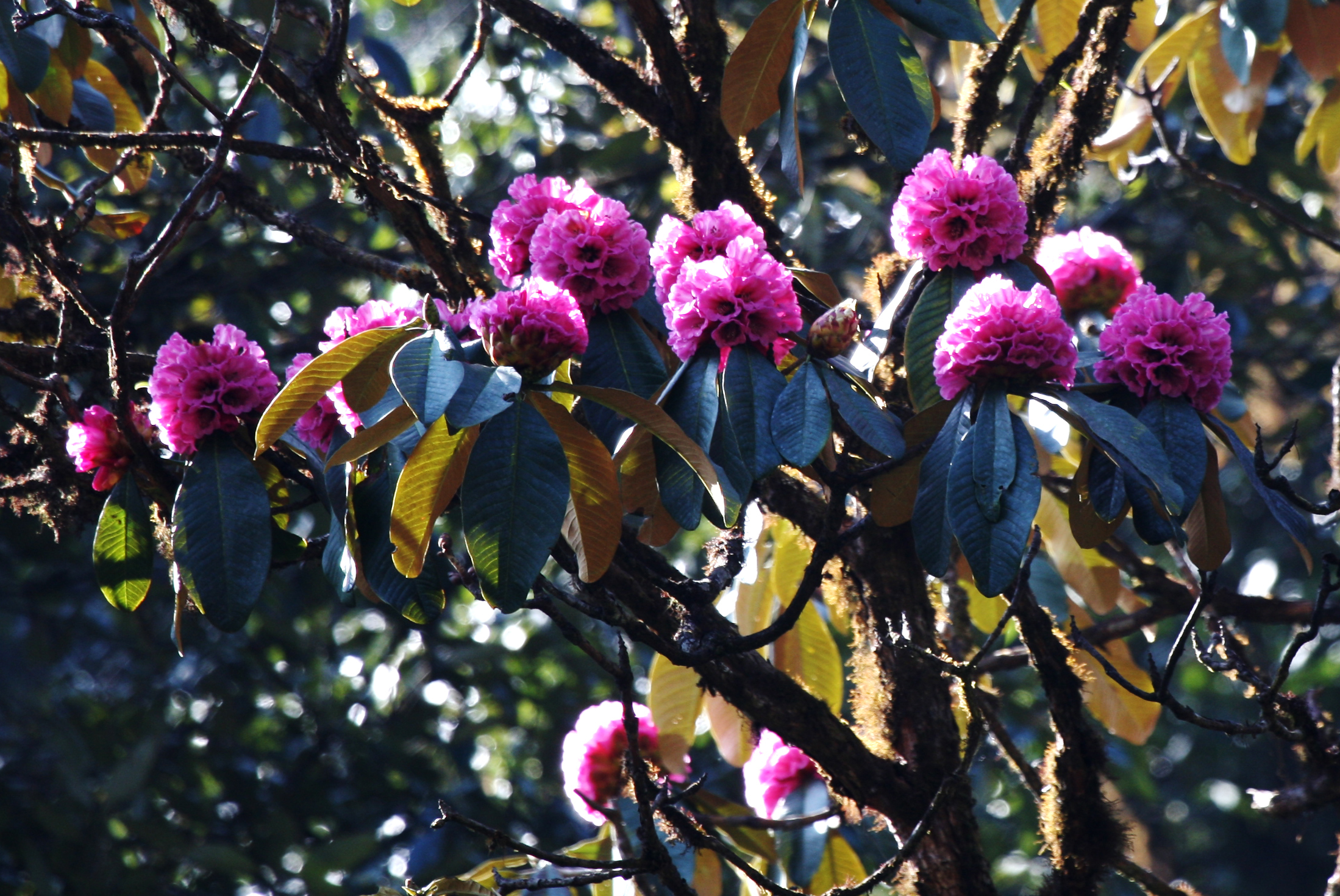迎接cop15大会的"植物明星"!来自云南高黎贡山的"镇山之宝"!