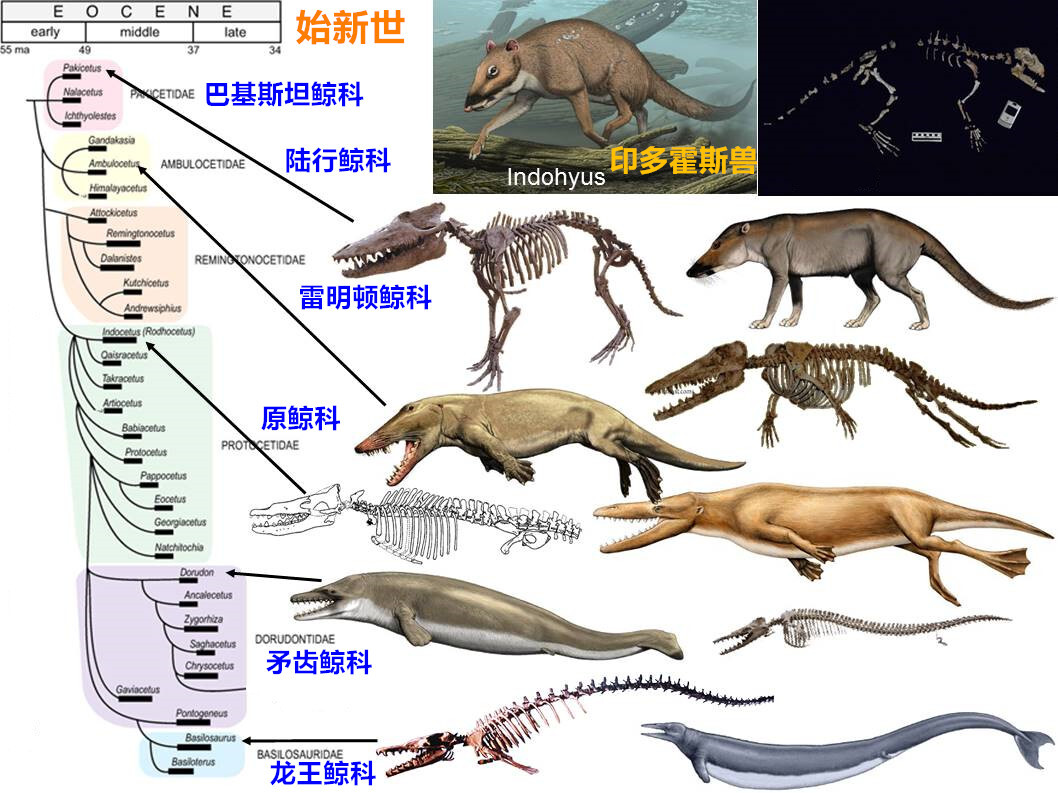 巨鲸兽进化路线图片