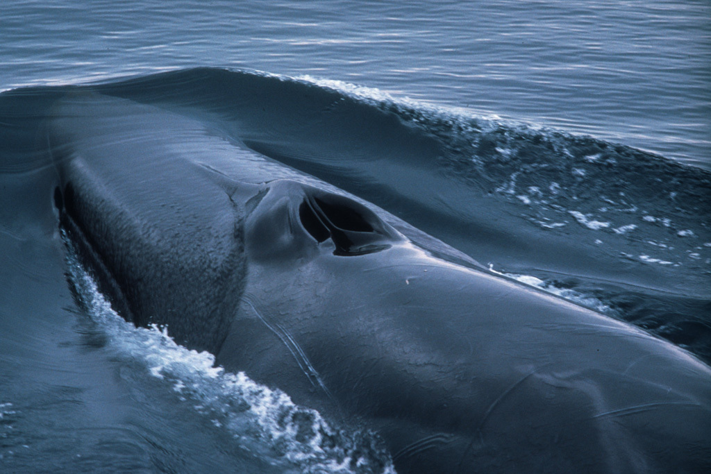 鲸鱼的鼻孔怎么跑到头顶上的?