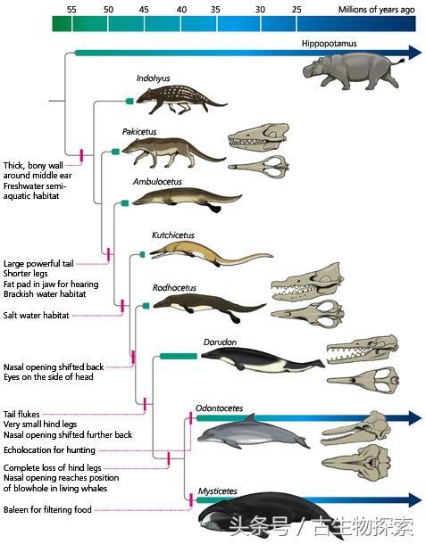 巨鲸兽进化图图片