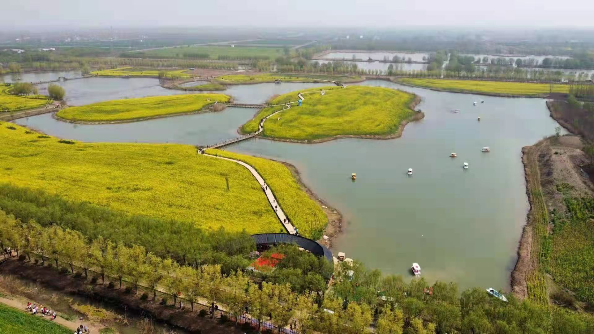 封丘第五届油菜花生态旅游季盛大开幕__凤凰网