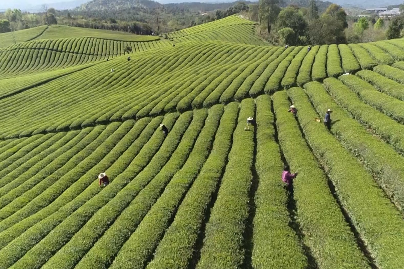 江西浮梁县：一缕春茶香 茶园采茶忙