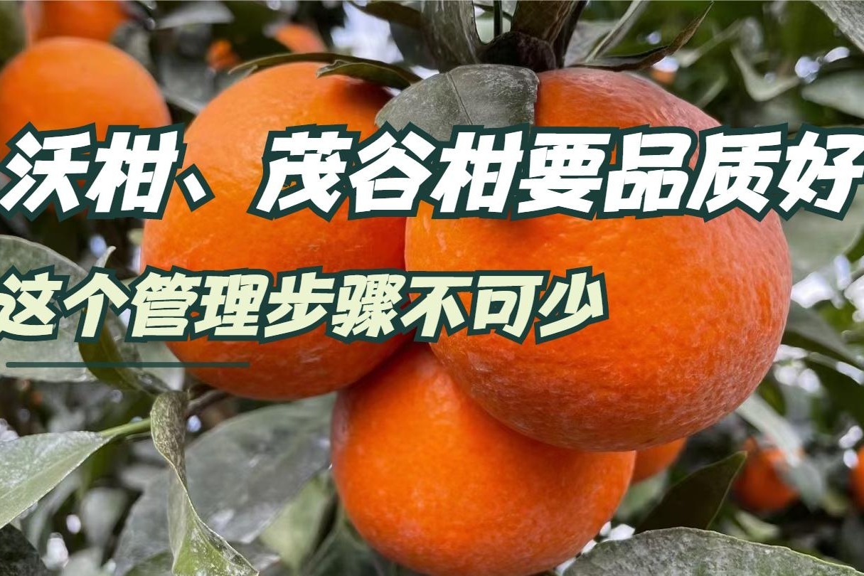 杨桃怎么吃,杨桃的吃法,杨桃的营养价值-中华美食网