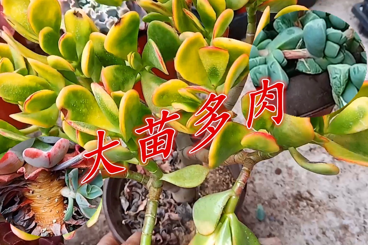 言言分享多肉大苗品种这几棵状态太好啦老桩造型桩都好抢眼