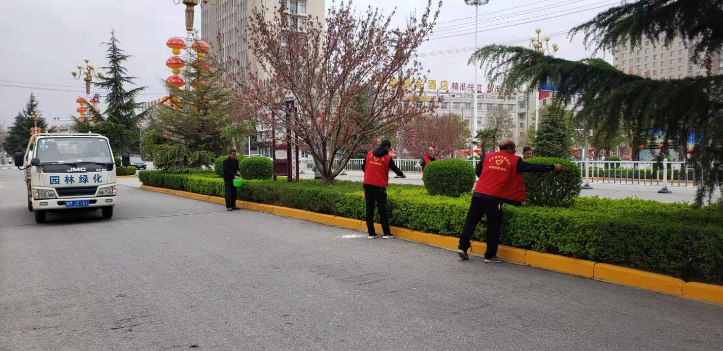 江苏大叶女贞苗圃基地