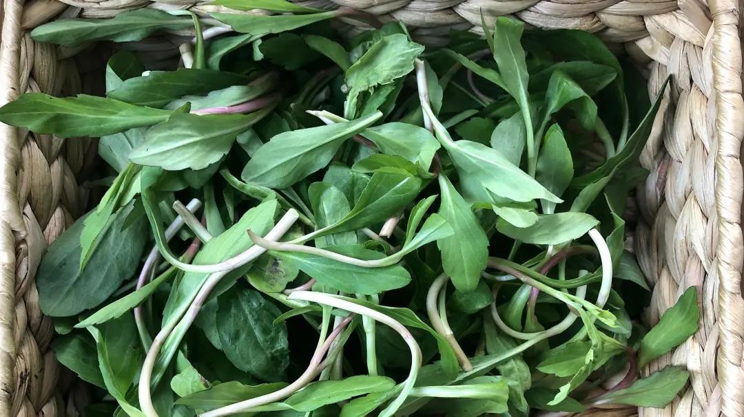 这种野菜富含维生素a,胡萝卜素,钙,磷,钾,钠,镁和铁