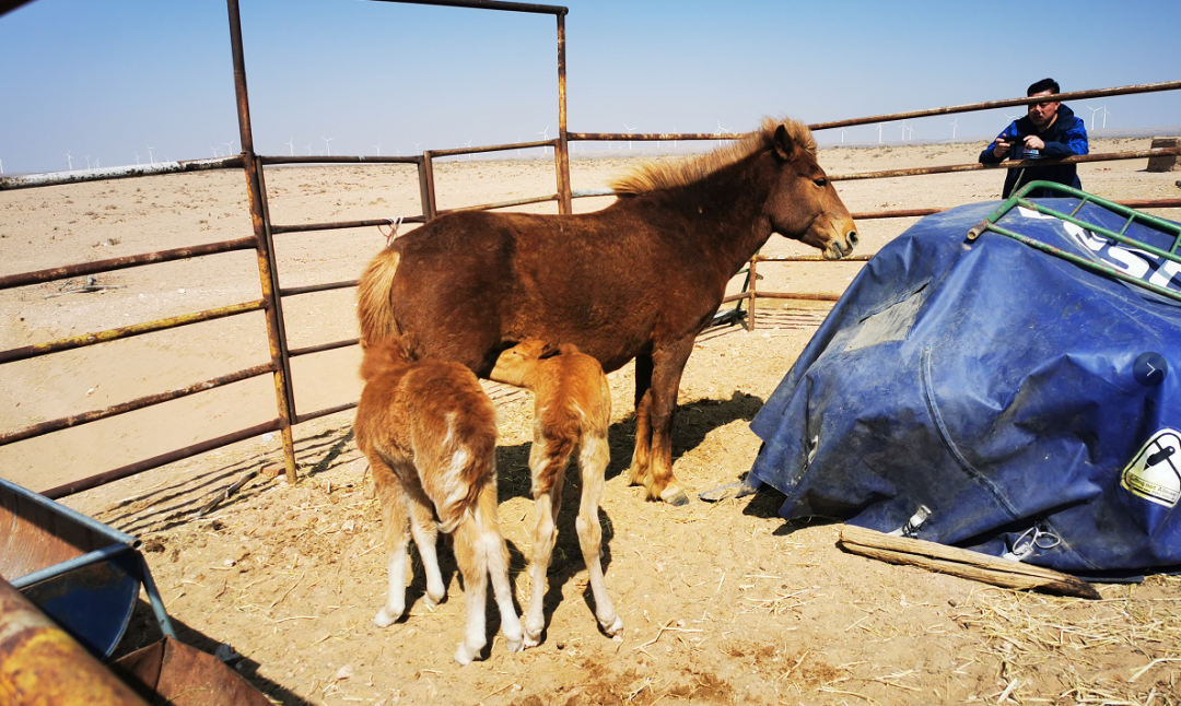 阿拉善首例双胞胎马驹平安降生