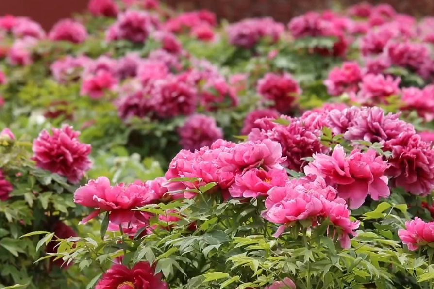 菏泽文化旅游宣传片《正是菏泽》首发：带你看遍花样菏泽！