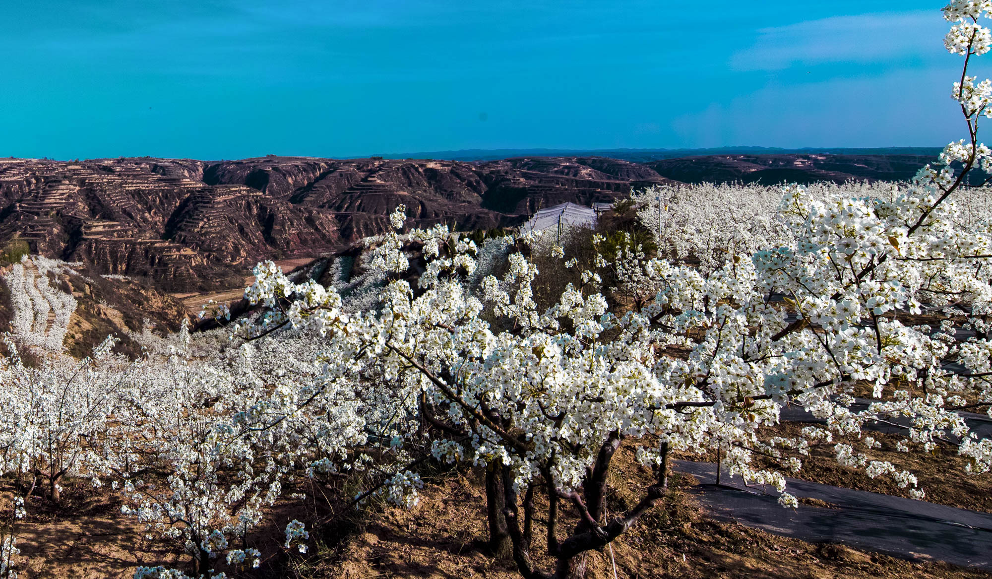 山西隰县梨园景色——千树梨花千树雪 一溪杨柳一溪烟__凤凰网