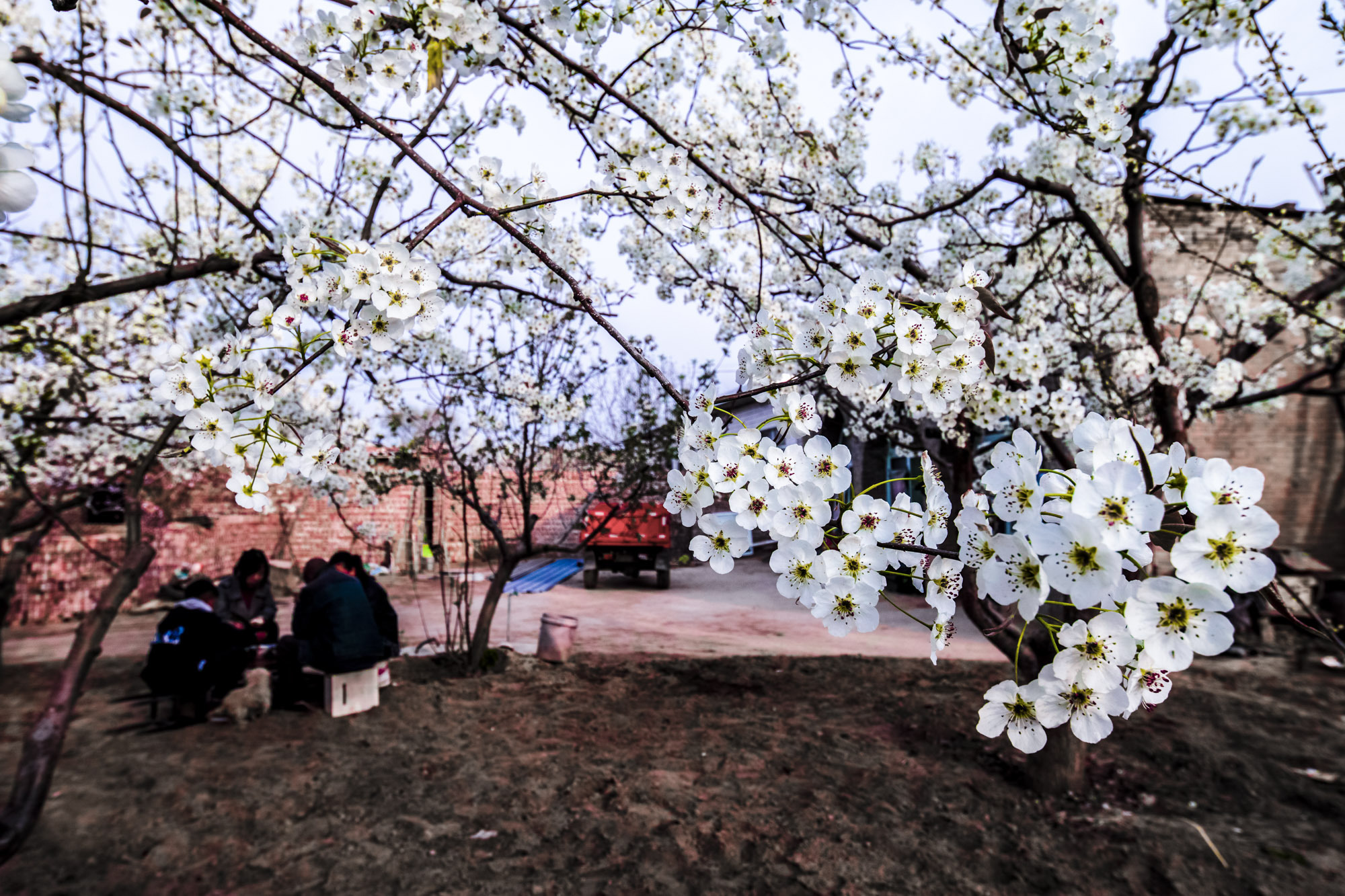 山西隰县梨园景色——千树梨花千树雪 一溪杨柳一溪烟__凤凰网