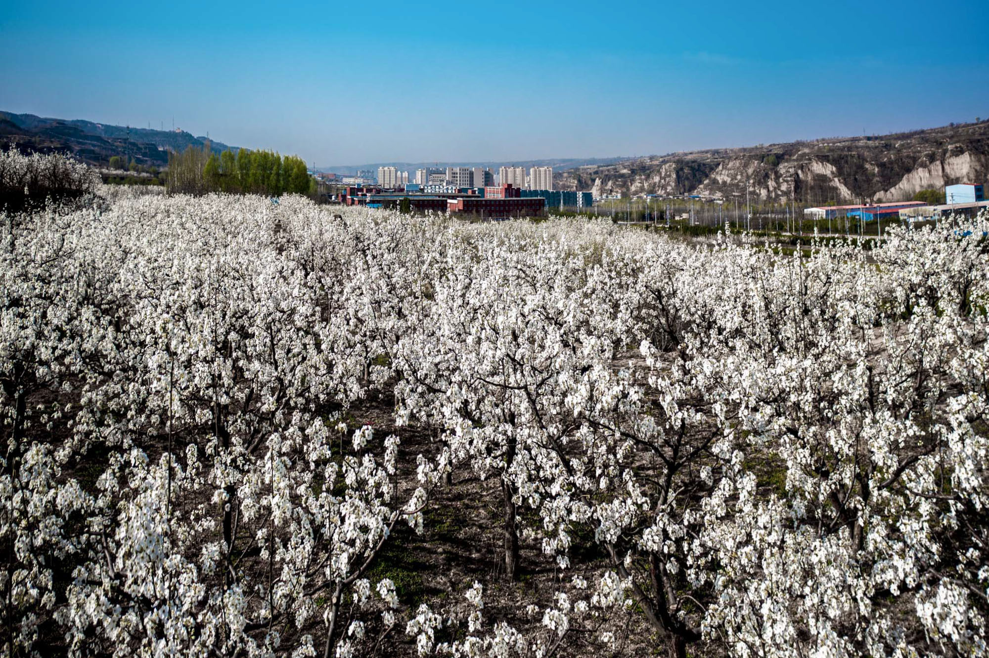 山西隰县梨园景色——千树梨花千树雪 一溪杨柳一溪烟__凤凰网
