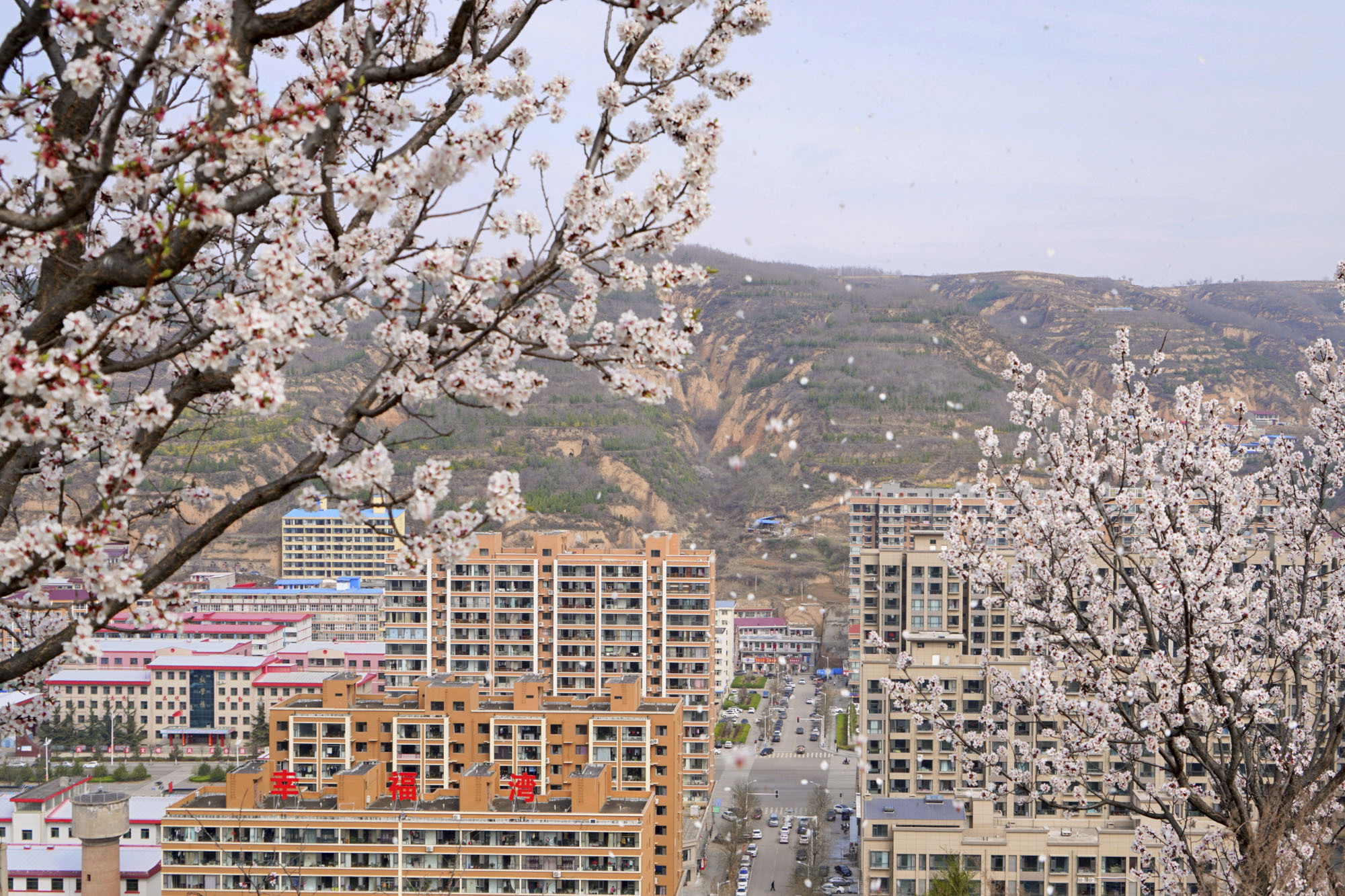 山西乡宁,五彩鄂邑城 百花竞相开__凤凰网