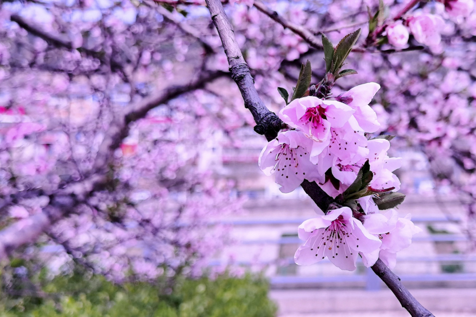 山西鄉寧,五彩鄂邑城 百花競相開__鳳凰網