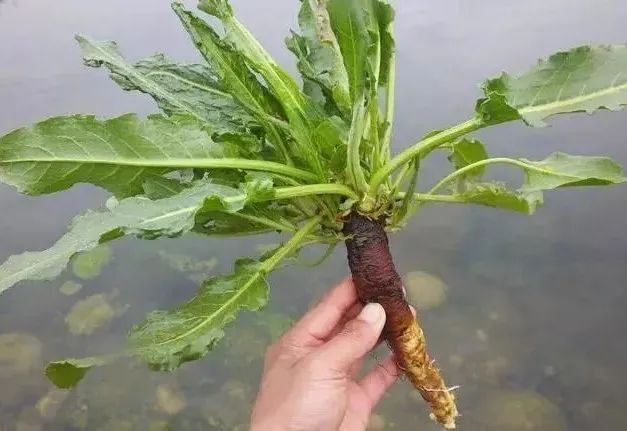 中医故事-9-一把草,牙痛消