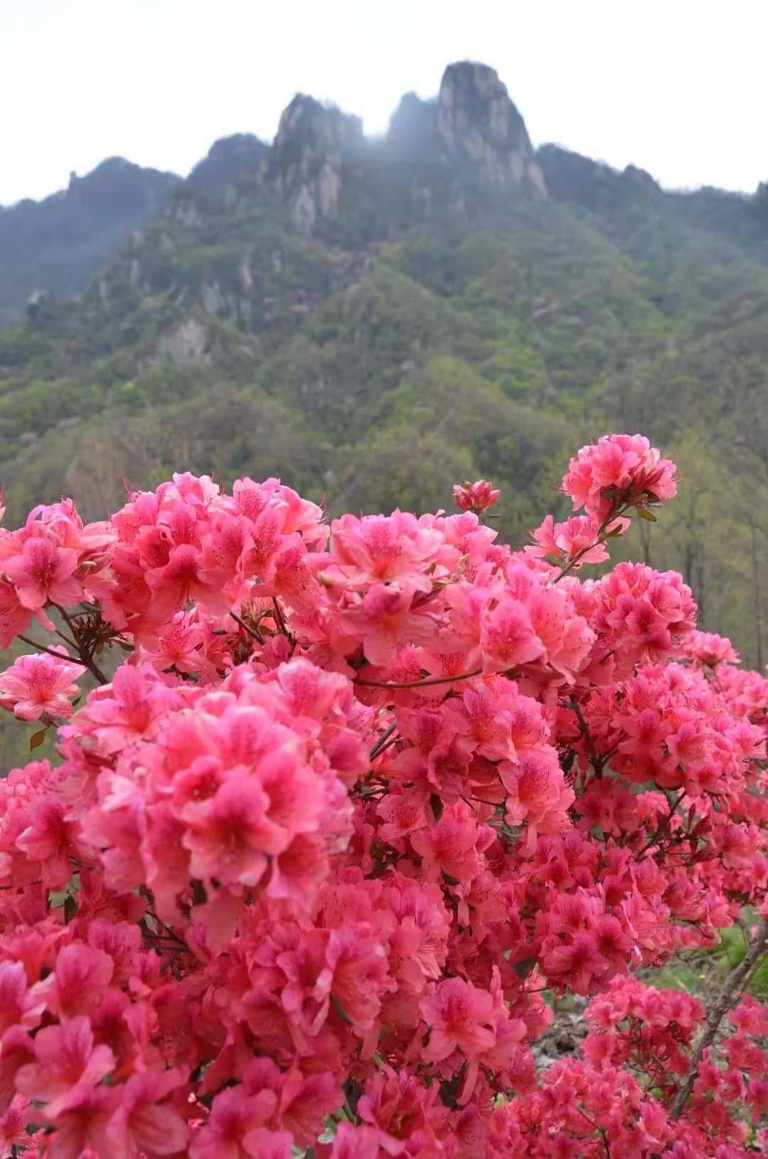 洛阳旅游攻略醉美西泰山风景酒店~邀您来共赏杜鹃花