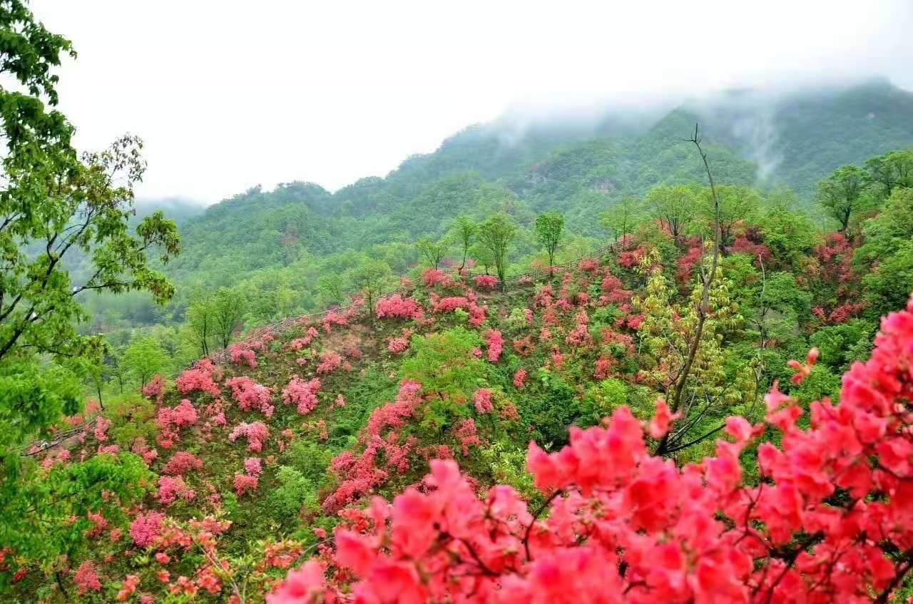 洛阳旅游攻略醉美西泰山风景酒店~邀您来共赏杜鹃花