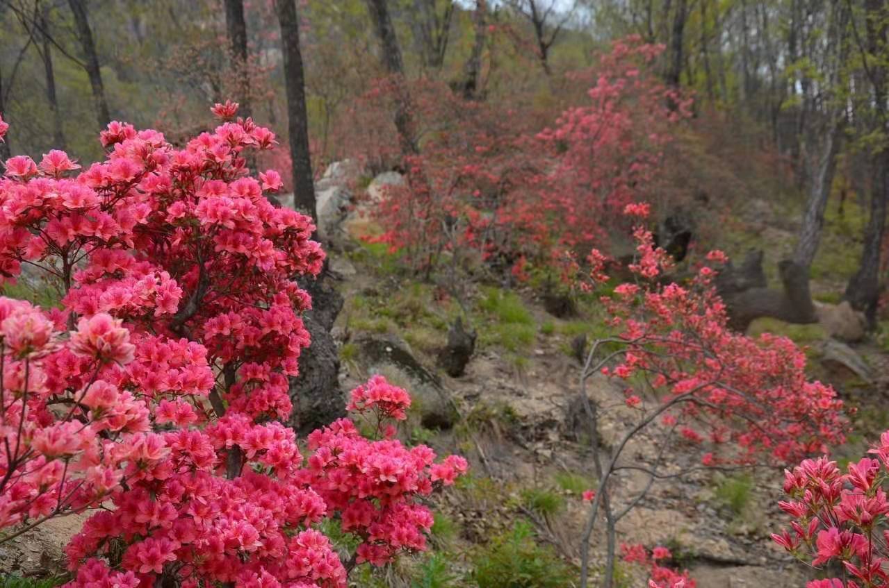 洛阳旅游攻略醉美西泰山风景酒店~邀您来共赏杜鹃花